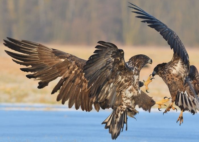 Photo of eagles fighting