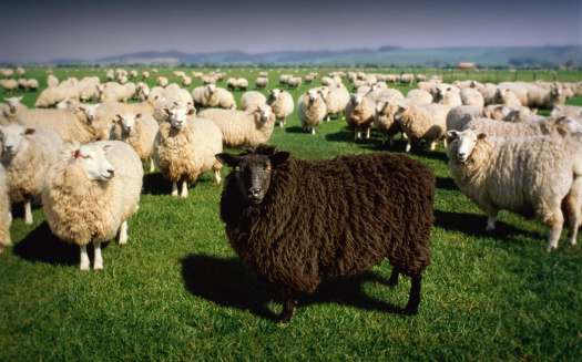 Black sheep in flock of white sheep